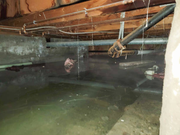 Best Commercial water damage restoration  in Bayport, MN